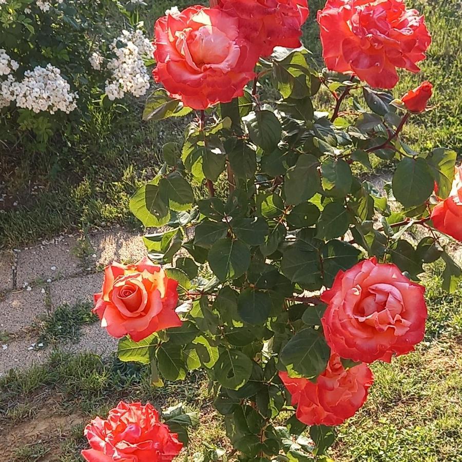 Fruskogorska Idila Apartmani Vrdnik Dış mekan fotoğraf