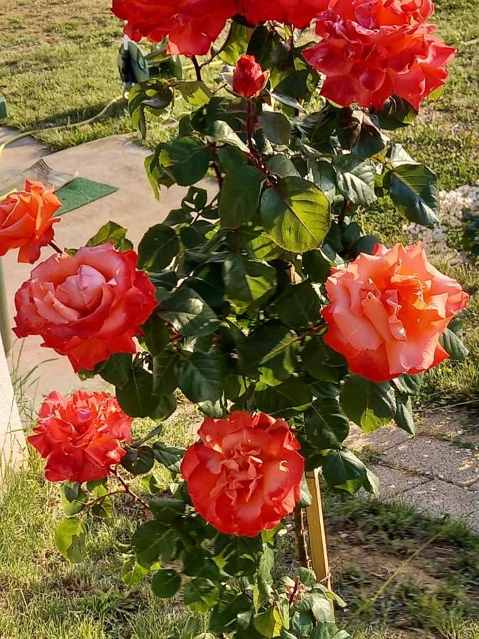 Fruskogorska Idila Apartmani Vrdnik Dış mekan fotoğraf