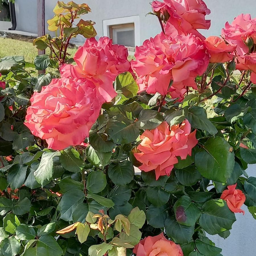 Fruskogorska Idila Apartmani Vrdnik Dış mekan fotoğraf